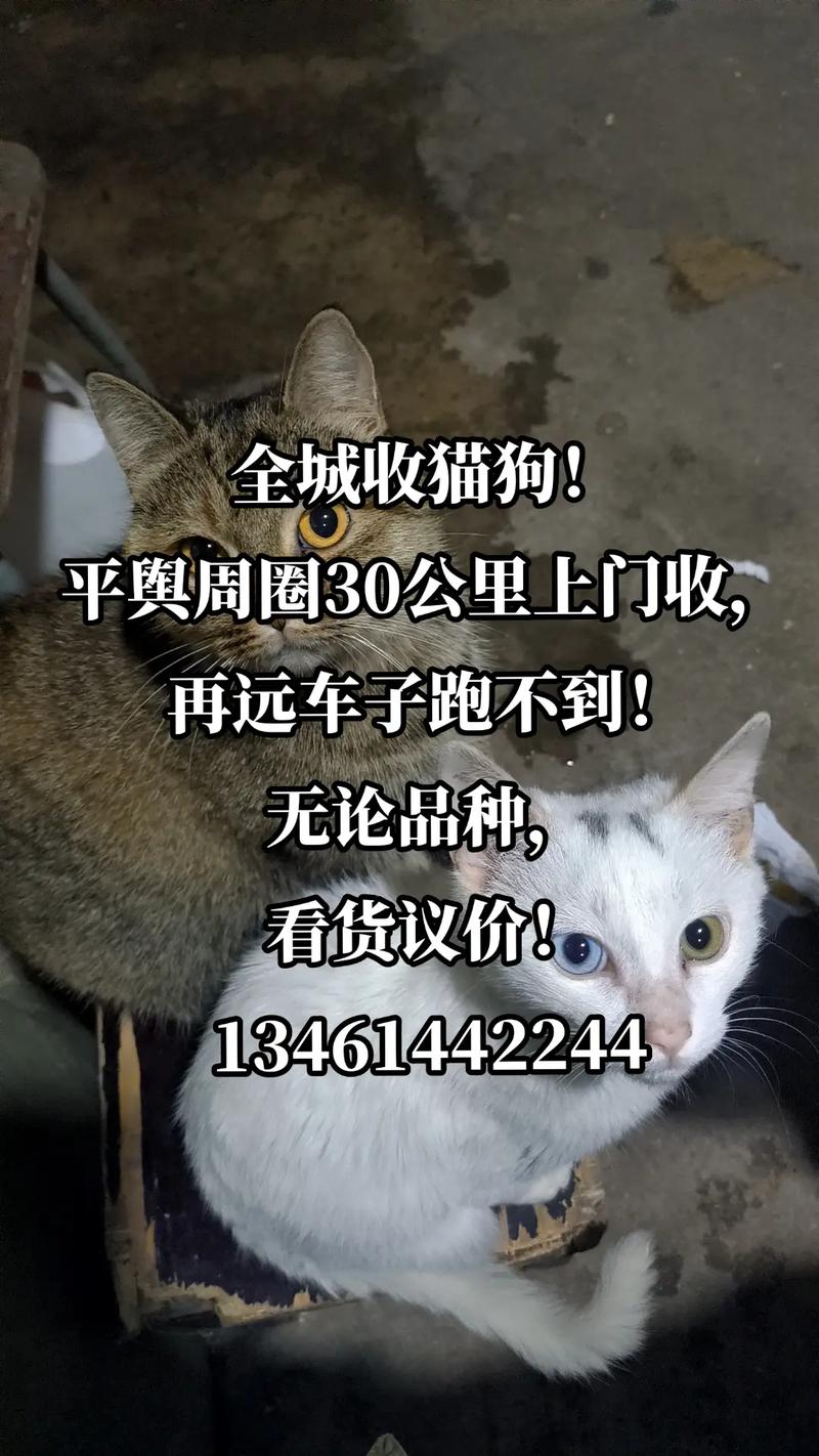 全国上门收USDT:全国上门收购狗宝现金交易