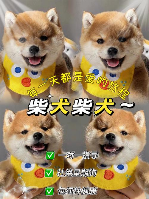 柴犬币今日价格:shib柴犬币今日价格