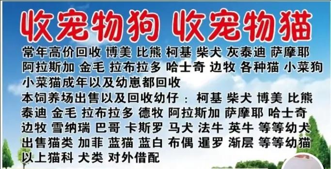 上门回收宠物猫:上门回收宠物猫 上海